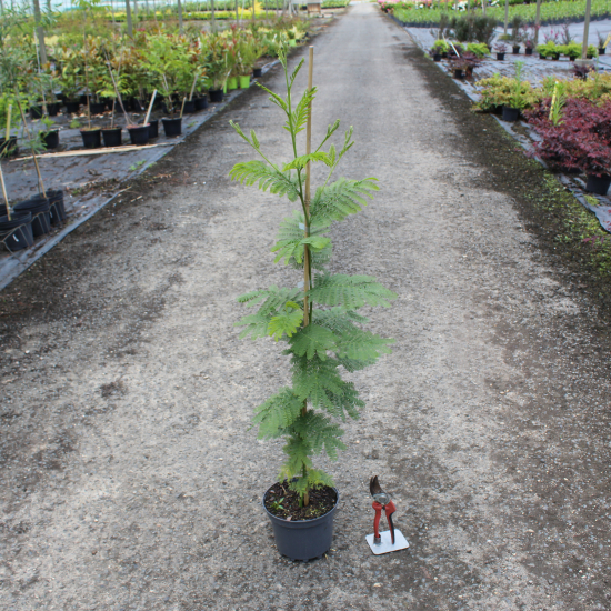 Mimosa d'hiver 'Gaulois astier'