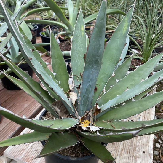 Agave  xylanocantha