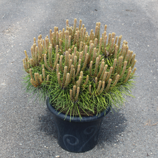 Pin noir 'Marie bregeon'