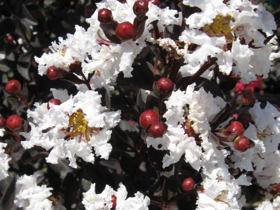 Lilas des indes 'Mystic magenta'