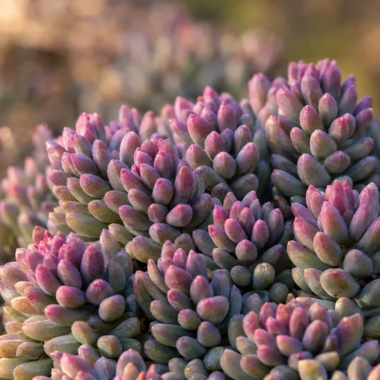 Orpin d'espagne 'Blue carpet' (Sedum hispanicum) — gros plan de feuillage charnu aux pointes rosées · Photo d'illustration