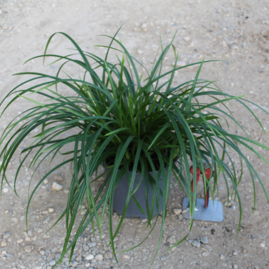 Laîche d'oshima 'Irish green'