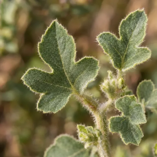 Mauve du cap (Anisodonthea malvastroides) — feuilles duveteuses vert gris en gros plan · Photo d'illustration