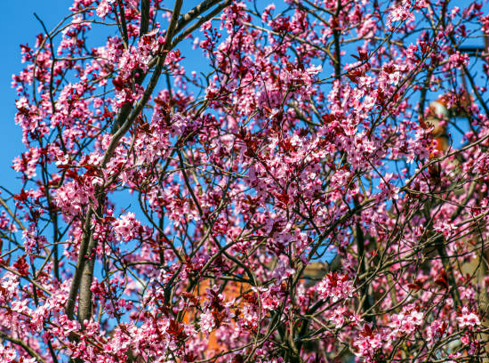 Ceriser à fleurs pissardi