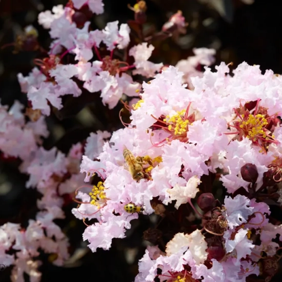 Lilas des indes 'Blush'