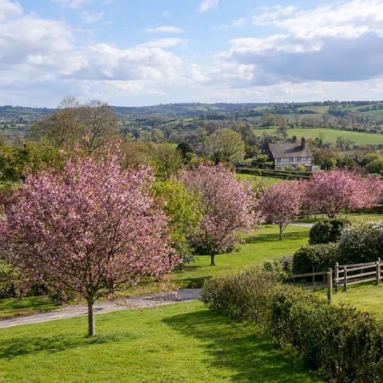 Cerisier à fleurs de sargent (Prunus sargentii) — alignement d’arbres en fleurs dans paysage vallonné · Photo d'illustration