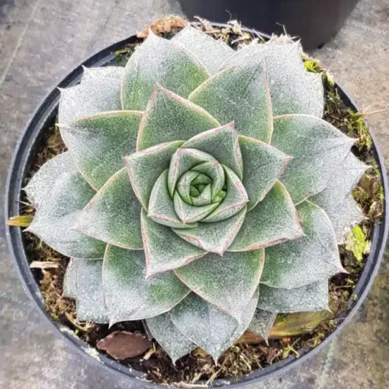Echeveria (Echeveria purpusorum) — succulente en rosette vue du dessus