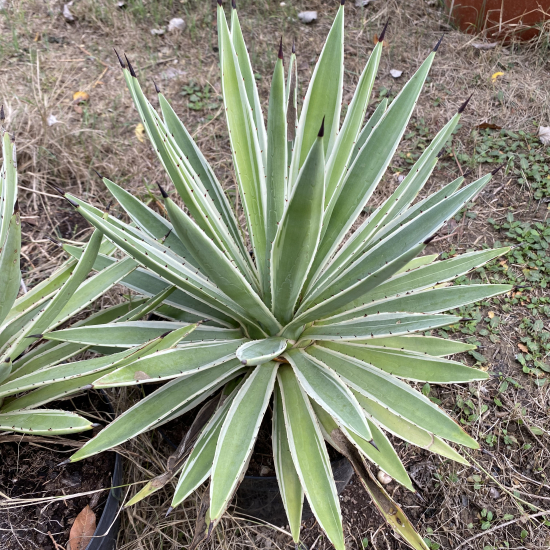 Agave  angustifolia
