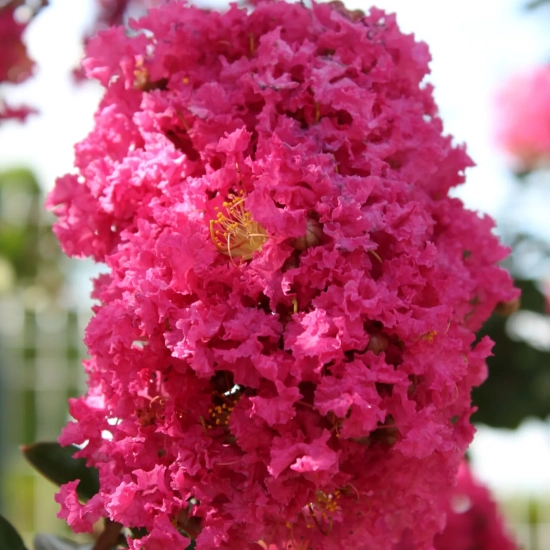 Lilas des indes 'Petit canaille rose'