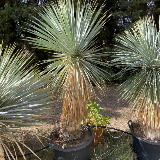 Yucca Rostrata
