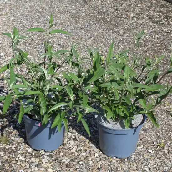 Arbre aux papillons 'rouge royal' (Buddleia davidii) — Pot 3L, photo 7