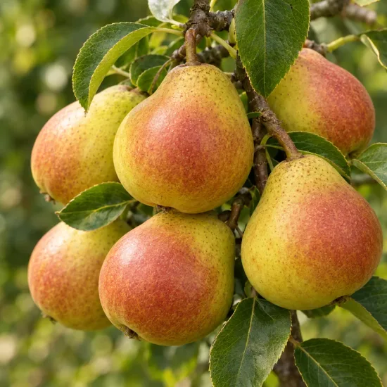 Poirier 'Garden gem' (Pyrus communis) — groupe de poires mûres sur une branche