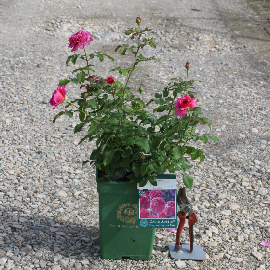 Rosier 'Gabriel oak '