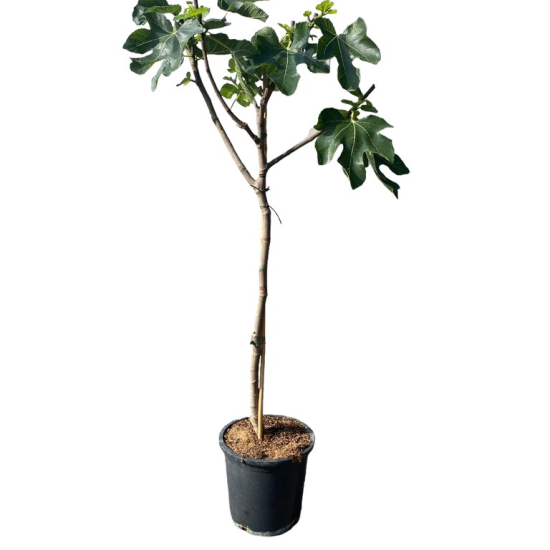 Figuier panaché