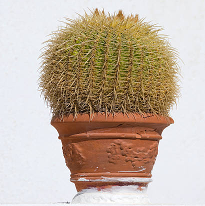 Cactus oursin