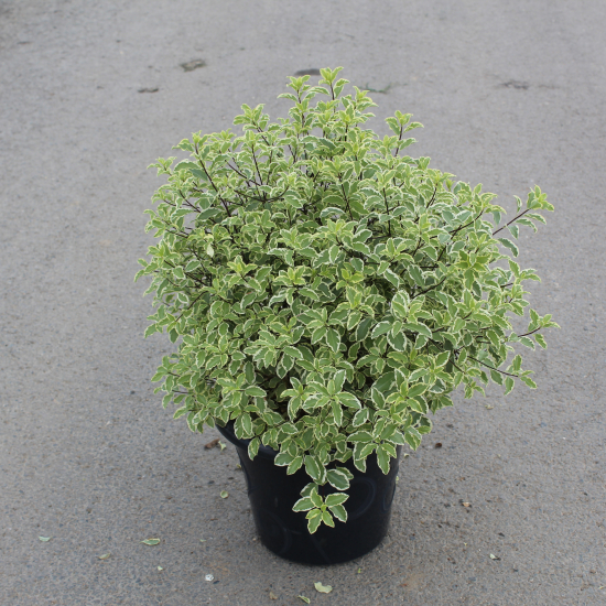 Pittospore 'Variegatum'