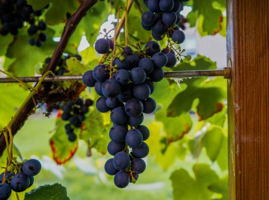 Vigne 'De table muscat de hambourg'