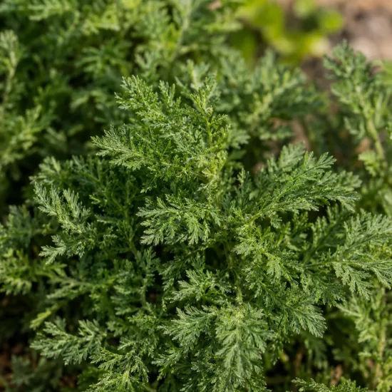 Achillée (Achillea millefolium) — touffes de feuillage finement découpé au jardin · Photo d'illustration