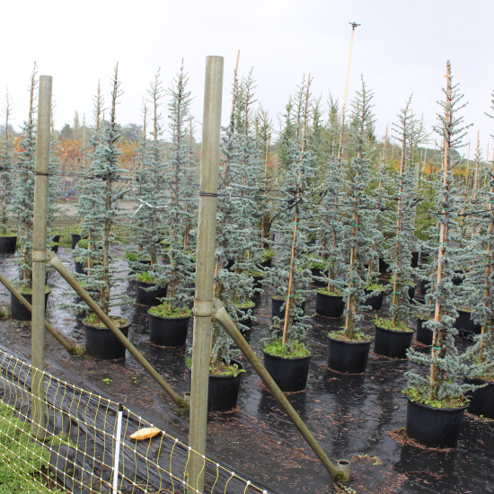 Cèdre bleu de l'atlas 'Glauca'