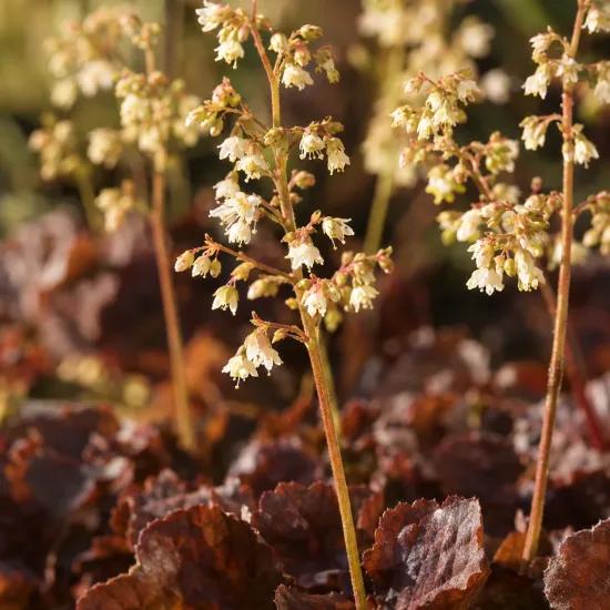 Heuchères 'Caffe vienna' (Heuchera) — fines hampes fleuries au-dessus d’un dense feuillage · Photo d'illustration