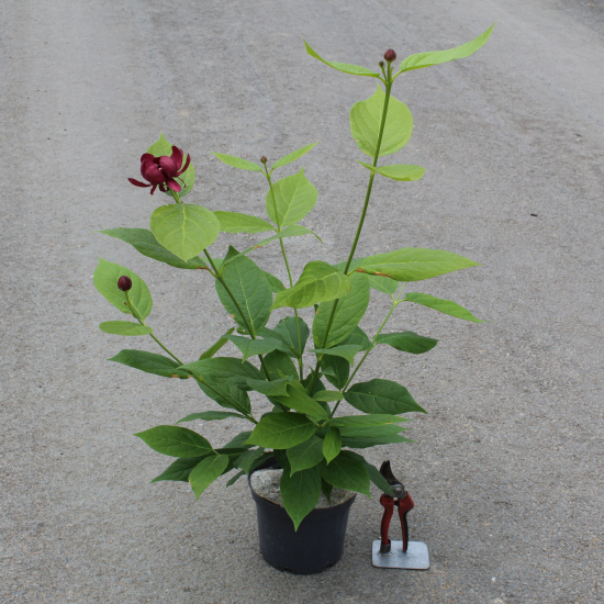 CALYCANTHUS ' Aphrodite'