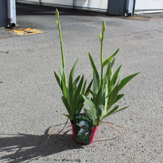 Iris d'allemagne 'Reine des neiges blanc'