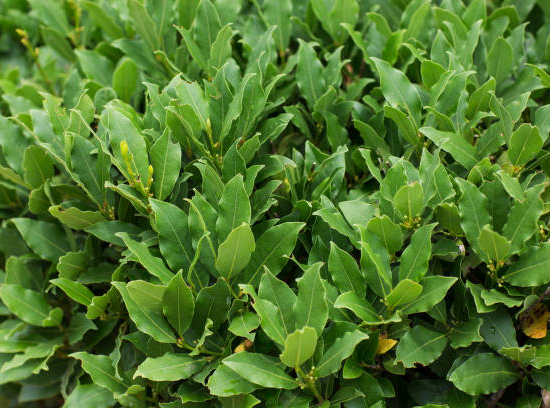 Laurier 'Little ragu'