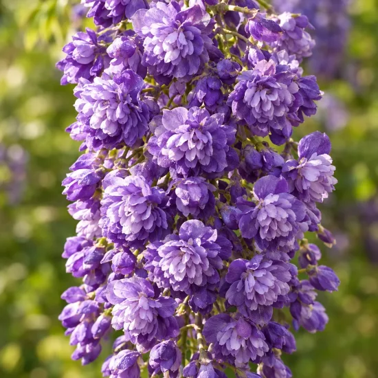 Glycine 'Black dragon' (Wisteria floribunda) — grappe dense de fleurs violettes en gros plan