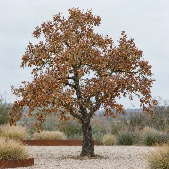 Chêne (Quercus pyrenaica) — arbre isolé au feuillage brun sur gravier · Photo d'illustration
