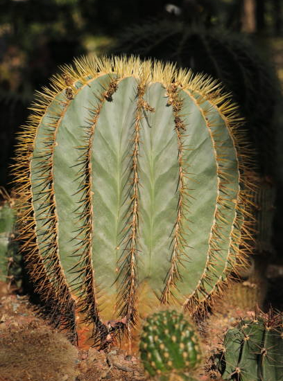 Cactus solitaire globulaire
