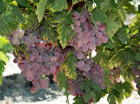 Vigne 'De table cardinal'