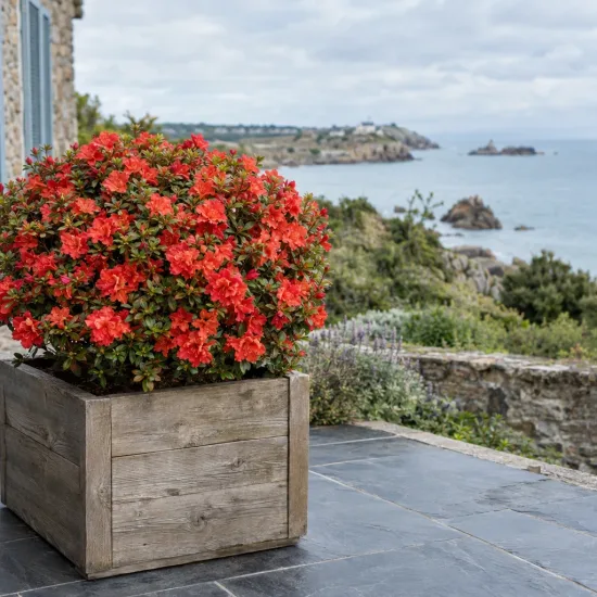 Azalée japonaise 'Fete des meres rouge' (Azalea japonica) — arbuste fleuri rouge en bac bois sur terrasse · Photo d'illustration