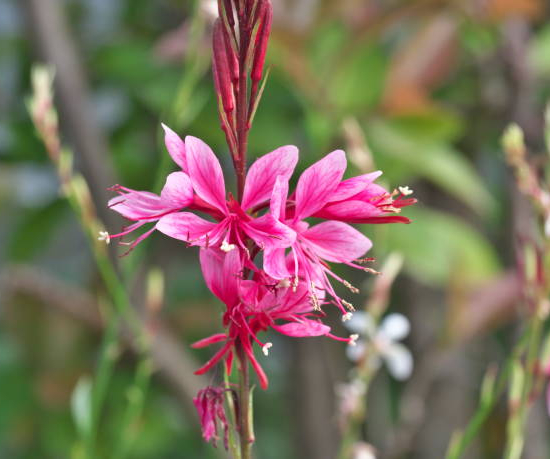 Gaura 'Dark pink'