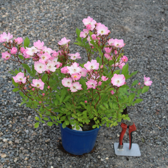 Rosier 'Rosea vispaniuc'