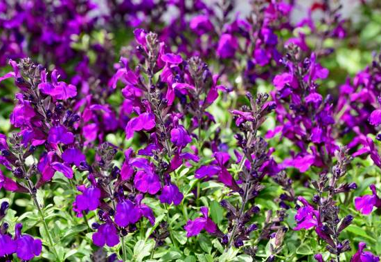 Sauge de graham 'Violette de loire'