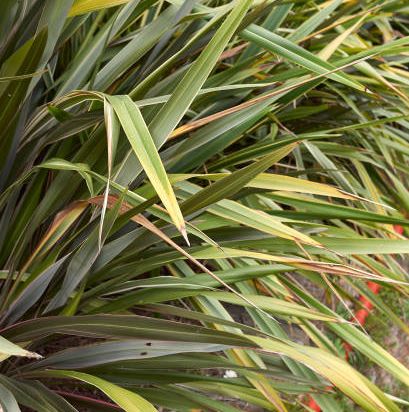 Phormium 'Cultivar'