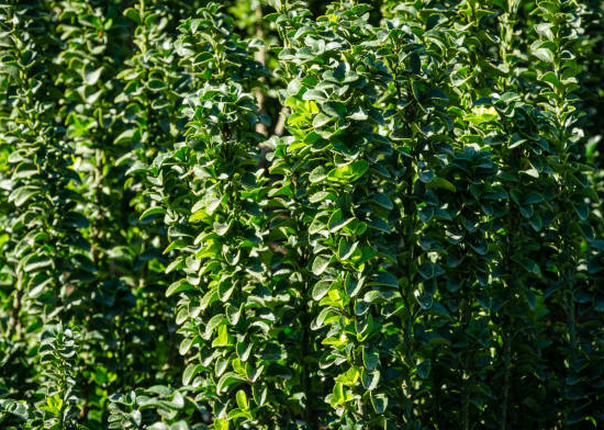 Fusain du japon 'Green spire'