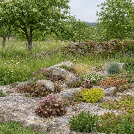 Joubarbe chocolat 'Charms choco latte' (Sempervivum) — massif de rocailles planté dans un verger · Photo d'illustration