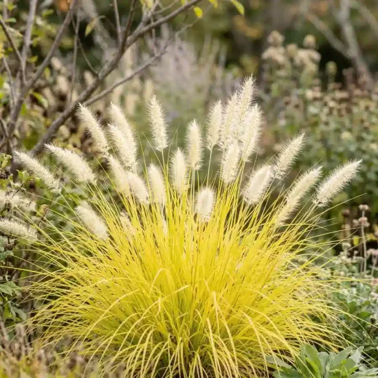 Pennisetum 'Lumen gold' (Pennisetum alopecuroides) — touffe de graminée jaune avec épis plumeux crème