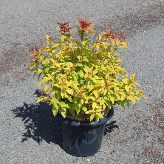 Spirée à floraison rouge 'Goldflame'
