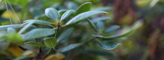 Houx crénelé 'Carolina upright'