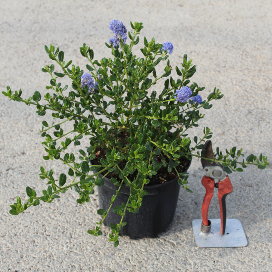 Céanothe 'Victoria'