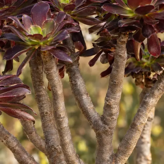 Aéonium pourpre 'Purpureum' (Aeonium arboreum) — rosettes serrées de feuilles épaisses pourpres, gros plan