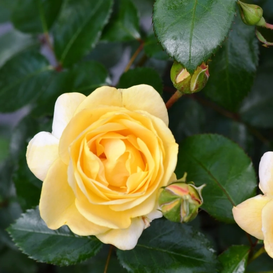 Rosier 'Soleya  jaune '