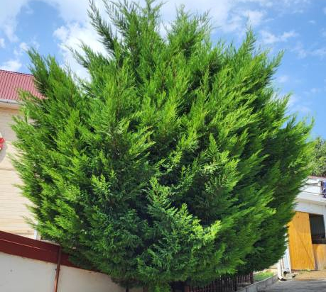Cyprès 'Leylandii'
