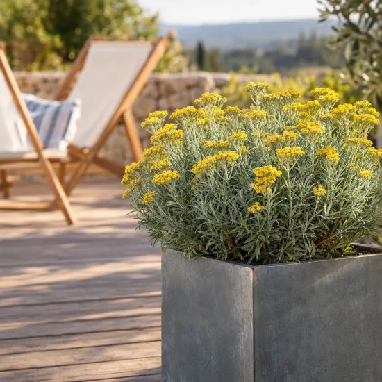 Plante curry 'Ssp serotinum' (Helichrysum italicum) — plante buissonnante à petites fleurs jaunes en pot · Photo d'illustration