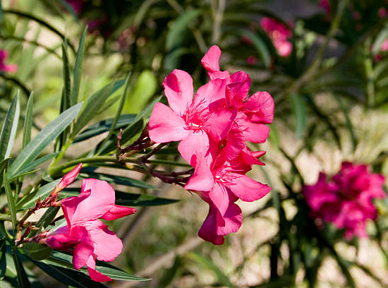 Laurier rose 'Géant des batailles"