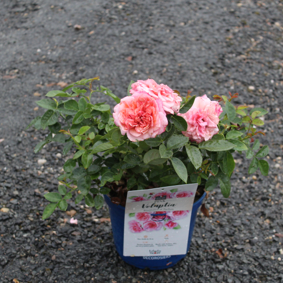 Rosier 'Pink voluptia '