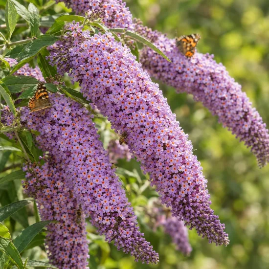 Arbre aux papillons à fleurs géantes 'Gulliver' (Buddleia × davidii) — grappes de fleurs mauves avec papillons posés