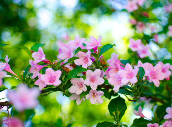 Weigelia 'Rosea'